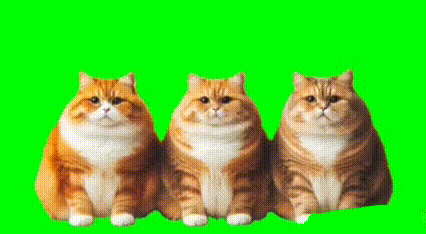 踊る猫１