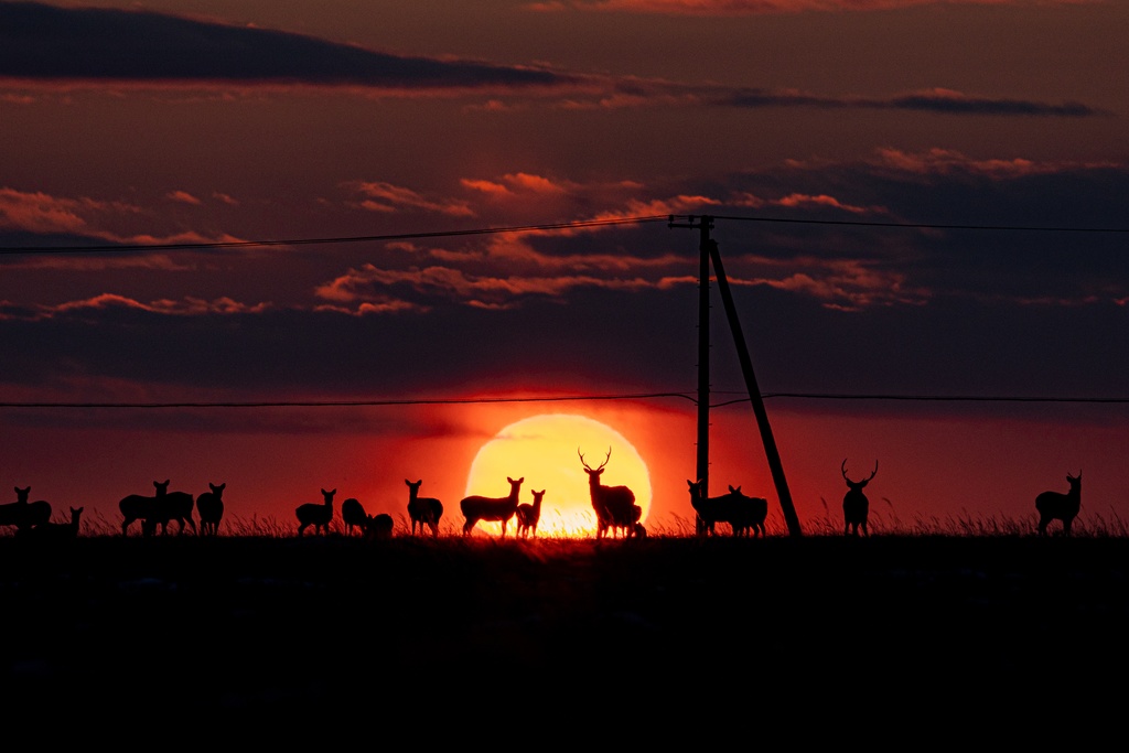 夕暮れのエゾシカシルエット