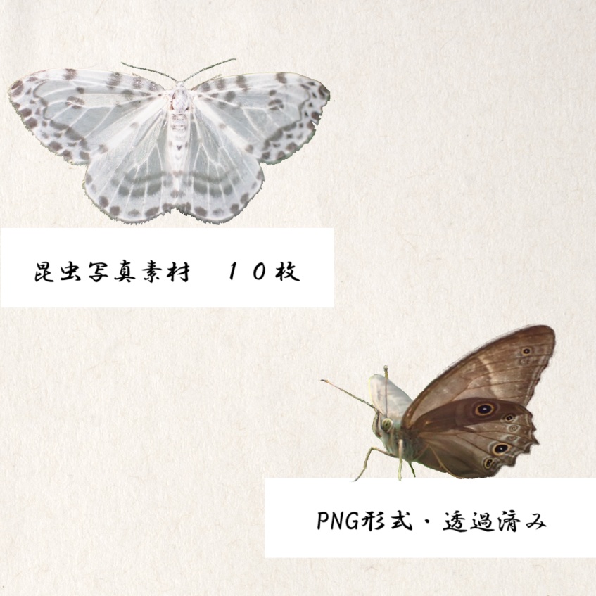 昆虫の写真素材１０枚