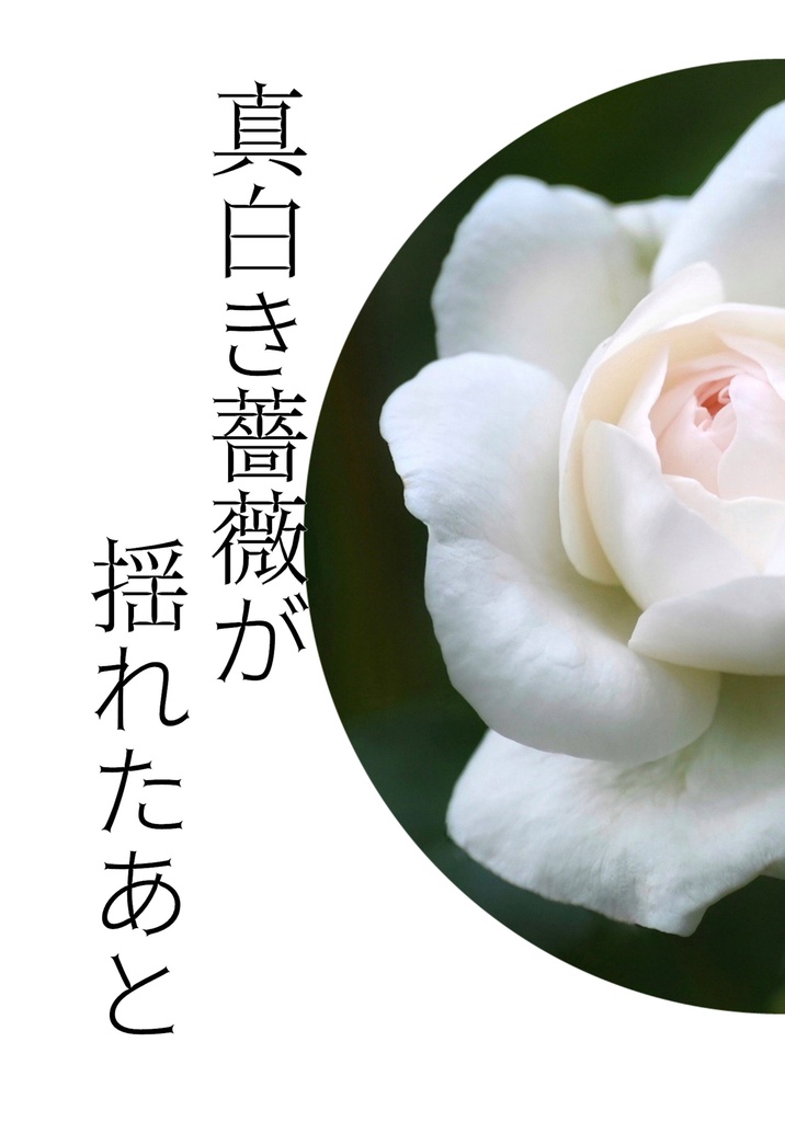 真白き薔薇の揺れたあと