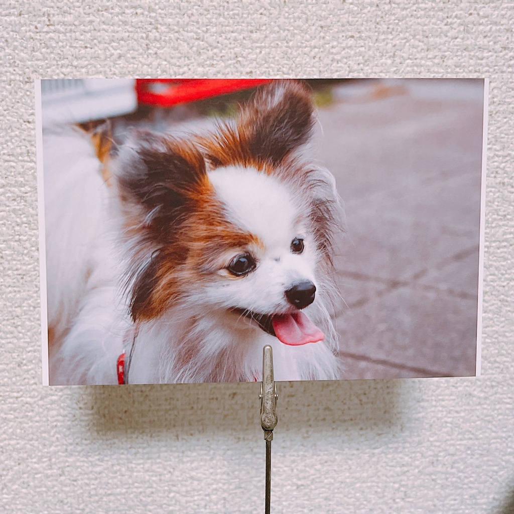 ポストカード「次は何処へ行こうか」