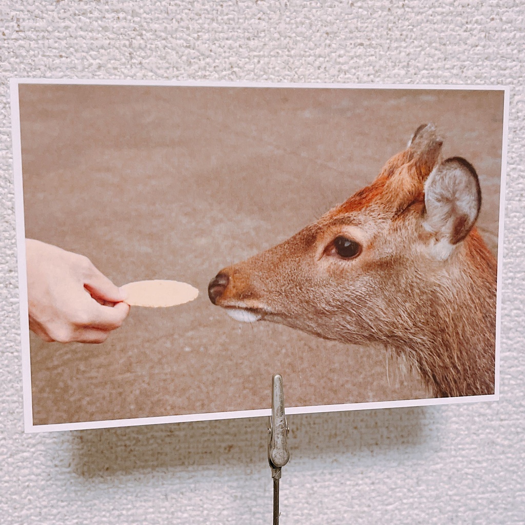 ポストカード「鹿せんべい」