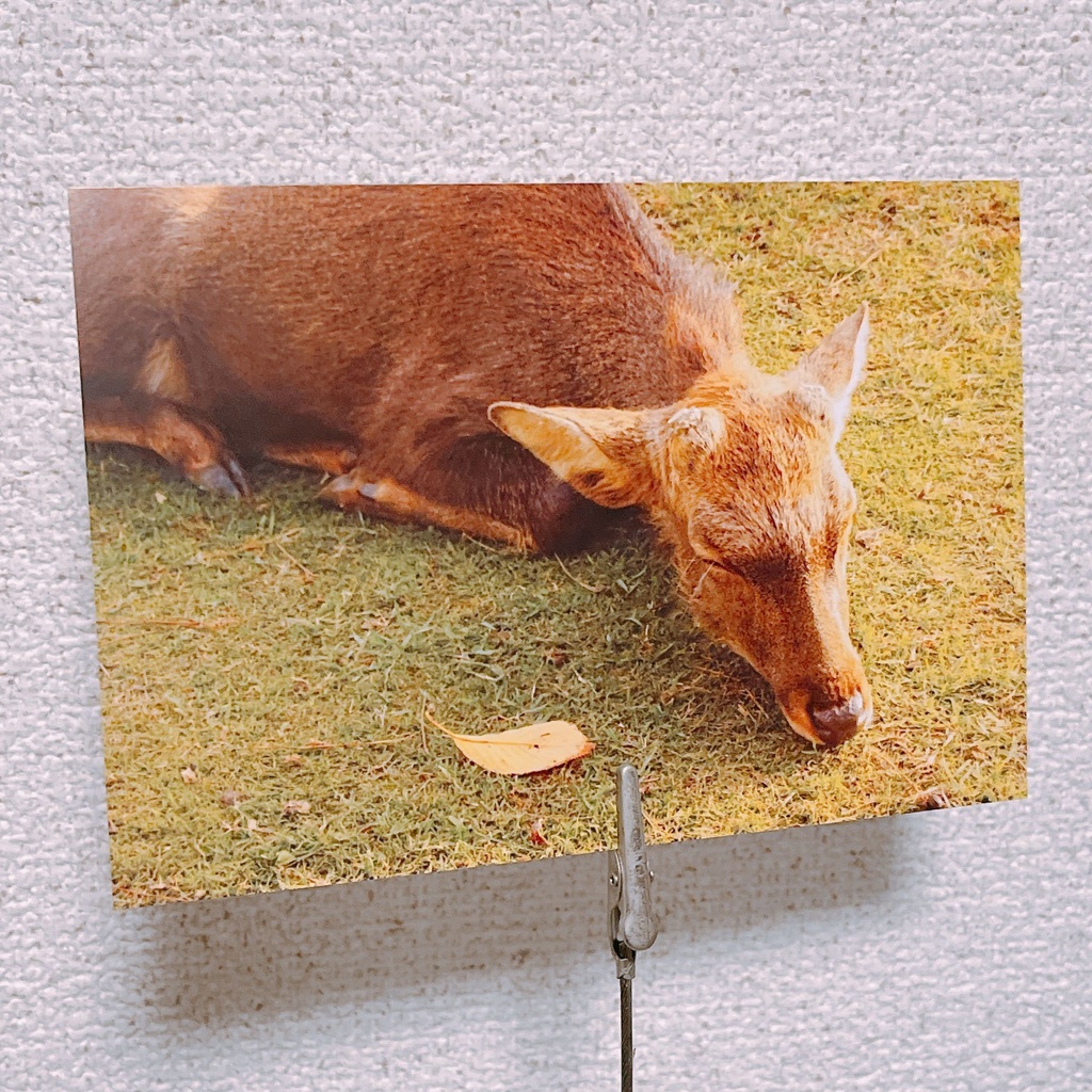 ポストカード「おやすみなさい」