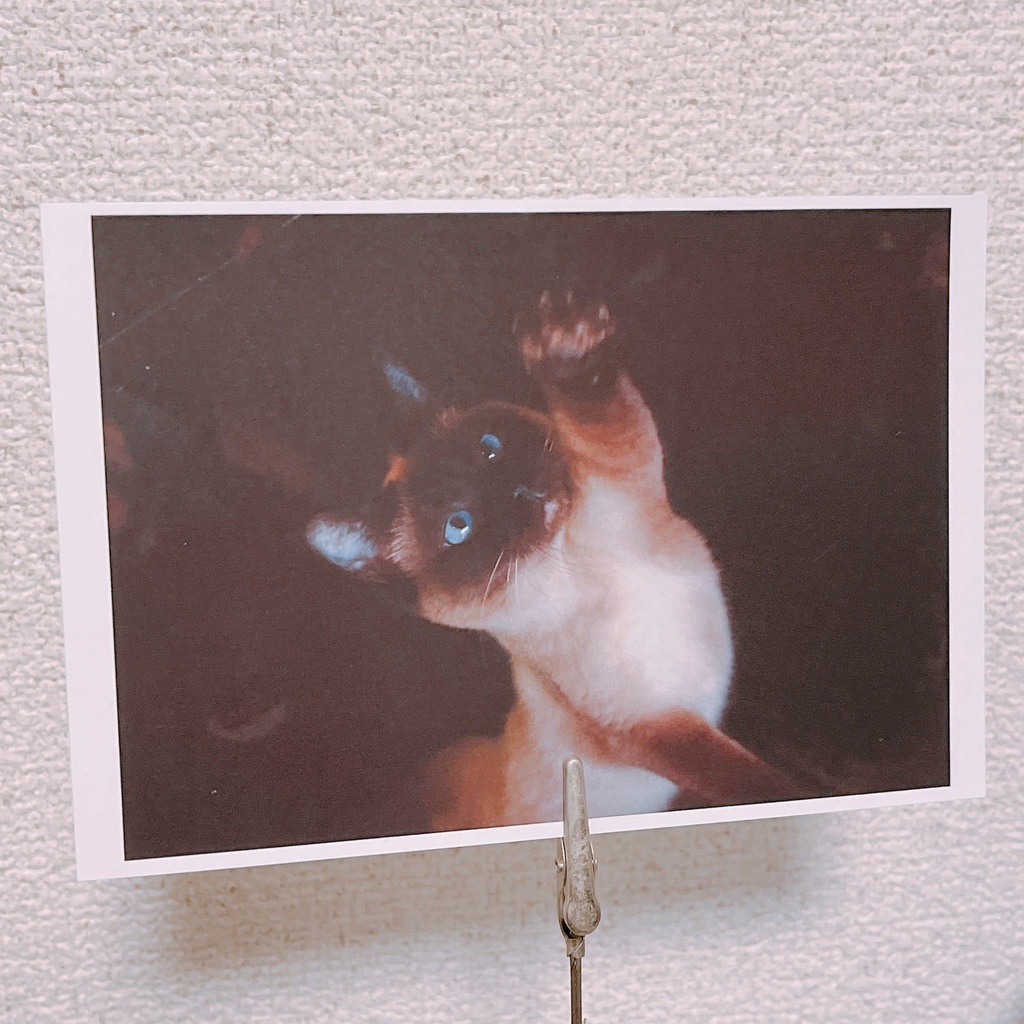 ポストカード「猫パンチ」