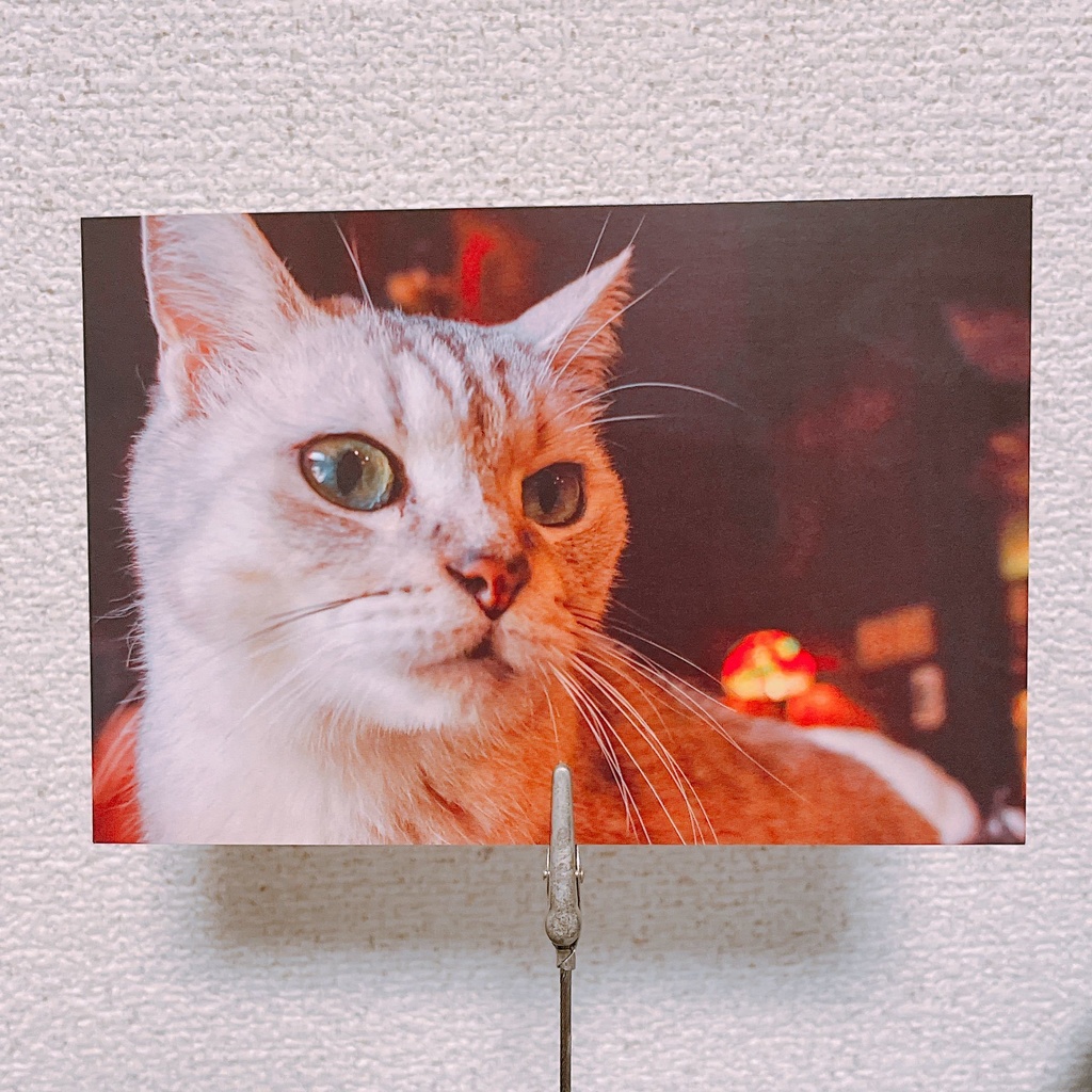 ポストカード「眼」