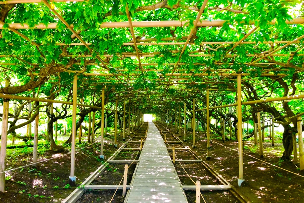 【写真素材】自然系なんでもない写真集その2【商業利用・加工フリー】