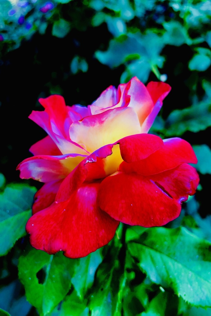 【写真素材】花系なんでもない写真集その3【商業利用・加工フリー】