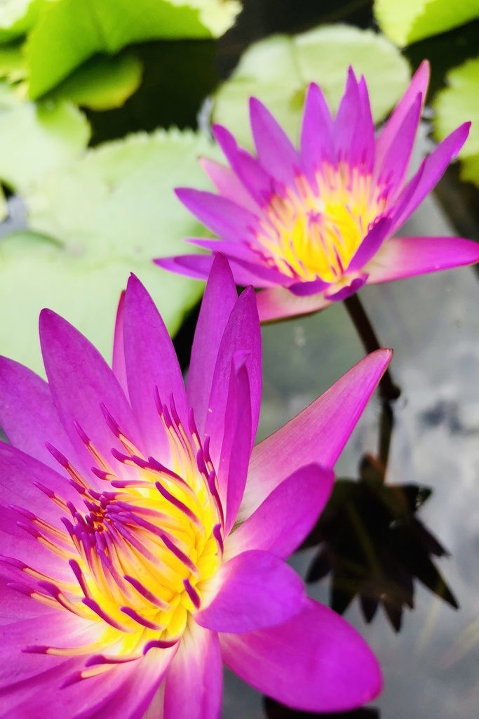 【写真素材】花系なんでもない写真集その3【商業利用・加工フリー】