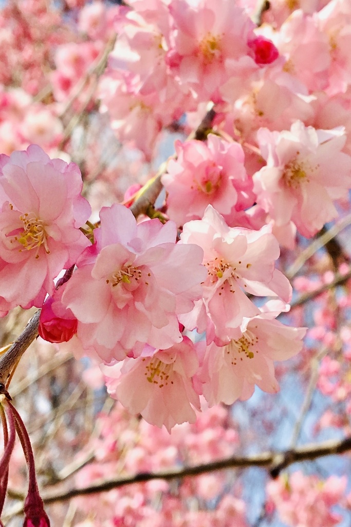 【写真素材】花系なんでもない写真集その3【商業利用・加工フリー】