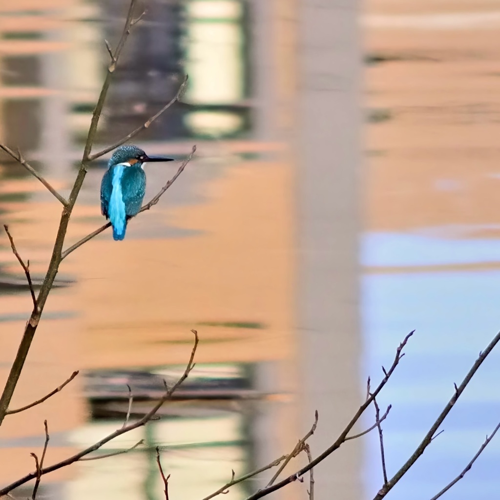 カワセミッチェル トートバッグ