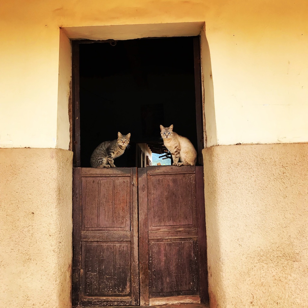 ボリビアのきーちゃんオリジナルポストカード