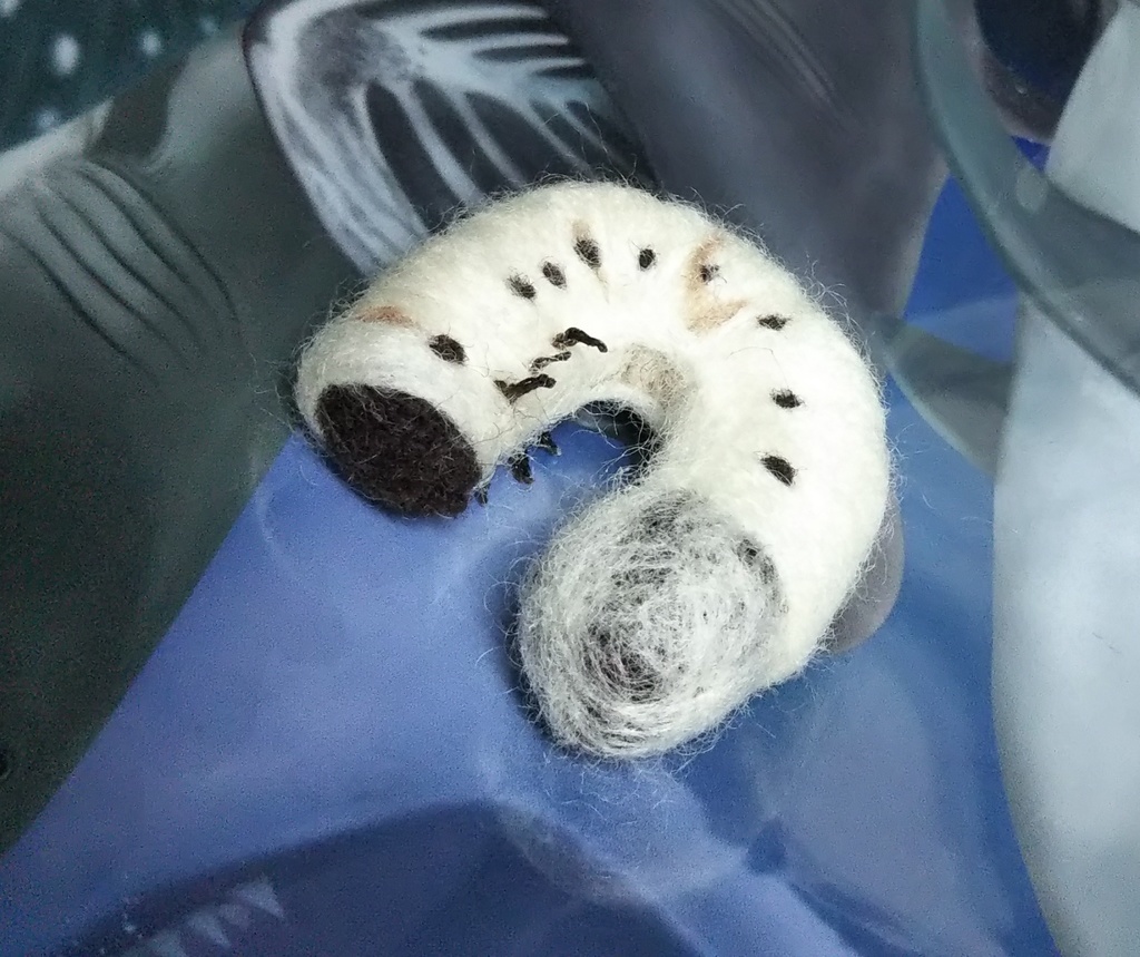 かぶとむしのこども
