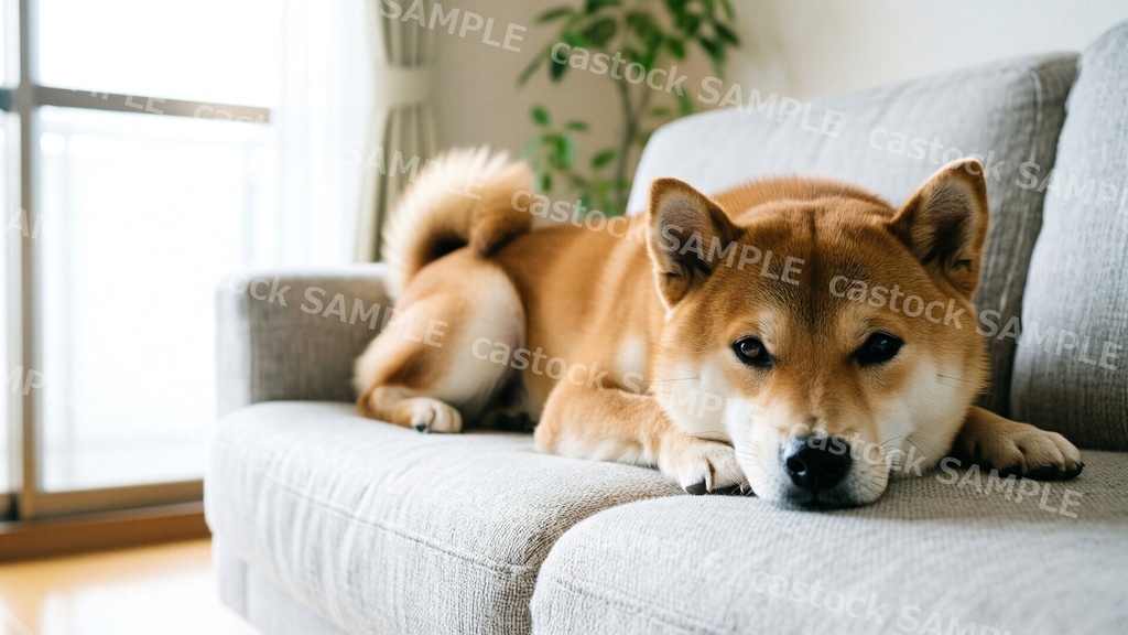 【AI写真素材】犬と暮らす 26枚セット|柴犬・トイプードル・散歩・飼い主とのふれあい|商用OK|castock