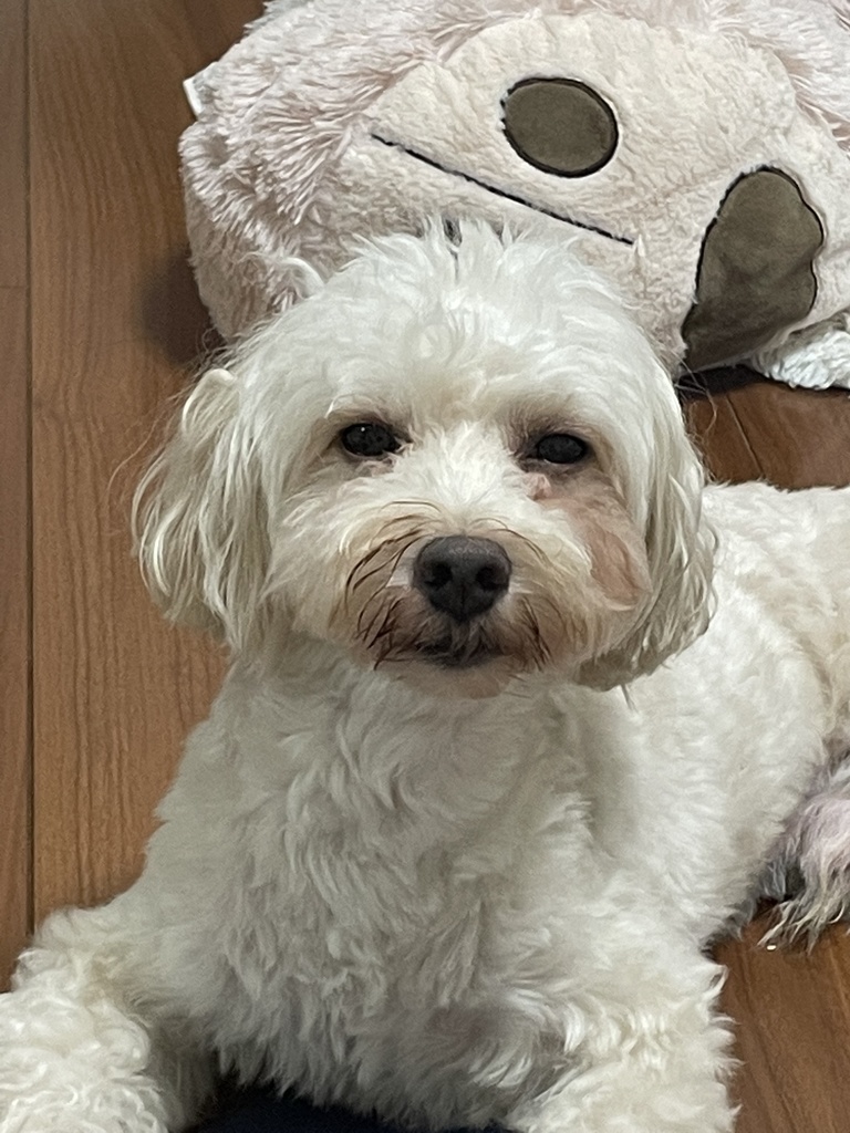 宿題チェキ　購入済みの方