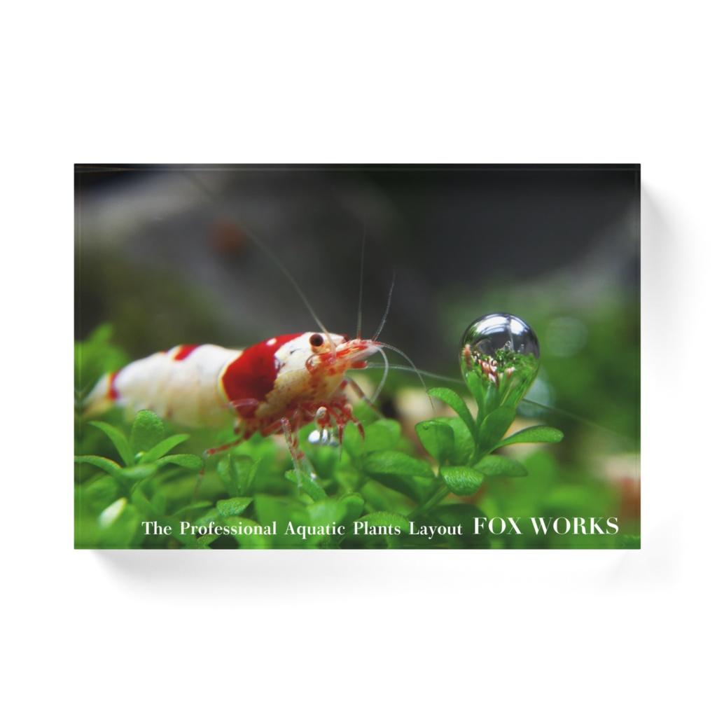 アクアリウムカットアウト02 レッドビーシュリンプと水中の真珠