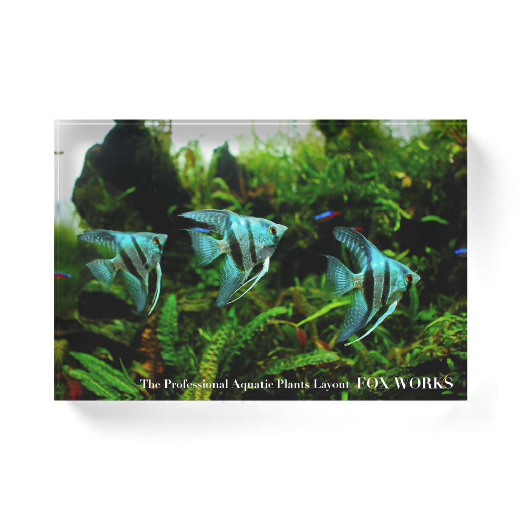 アクアリウムカットアウト03 幸運を呼ぶ青い天使たち