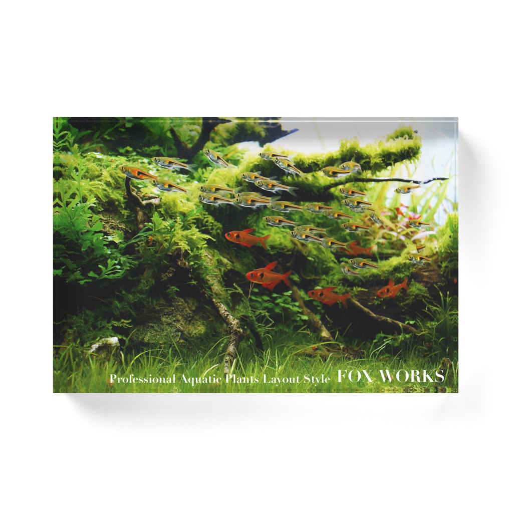 アクアリウムカットアウト04 倒木の周りで輝く命