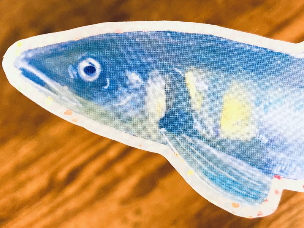 おさかな×しらたまさんステッカー