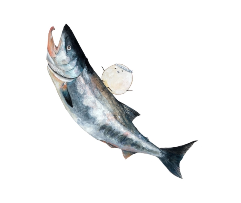 おさかな×しらたまさん アクリルキーホルダー