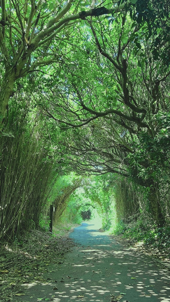 Path to the Light　ヒカリへ抜ける