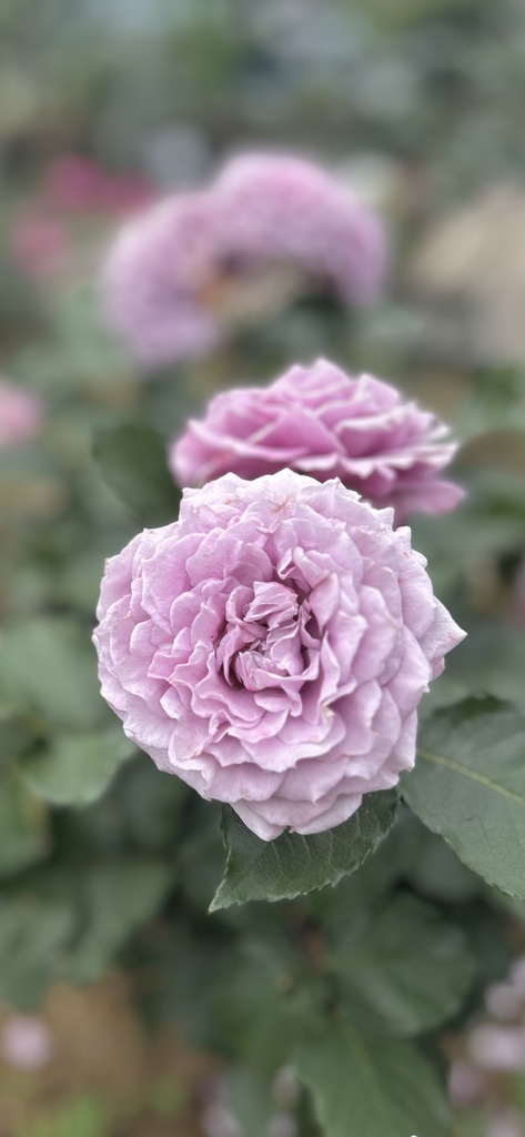 Soft Bloom, Held in Silence 01 | 静かにほどける花 01