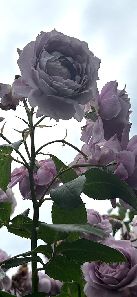 Soft Bloom, Held in Silence 02 | 静かにほどける花 02