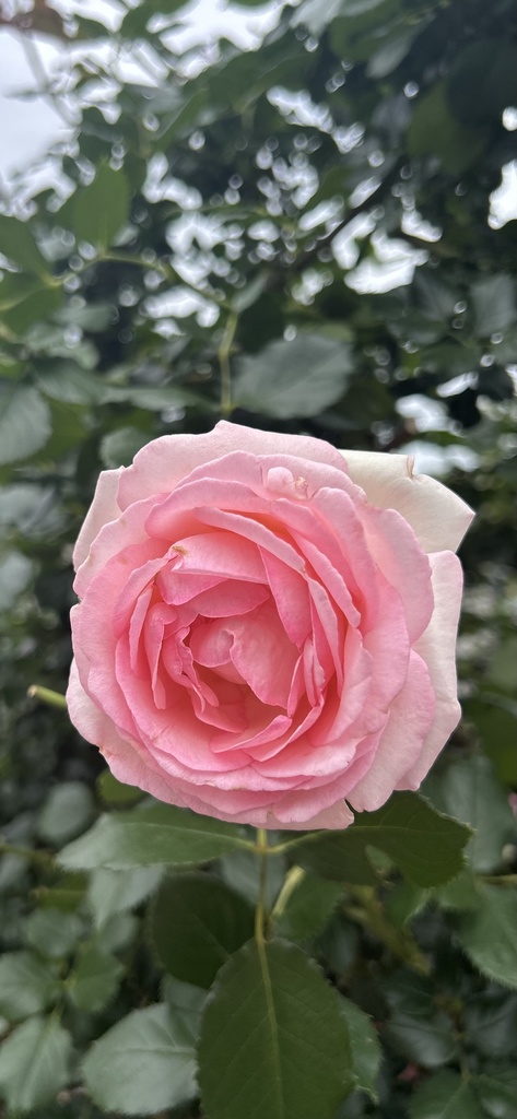 Soft Bloom, Held in Silence Set 01 | 静かにほどける花セット 01