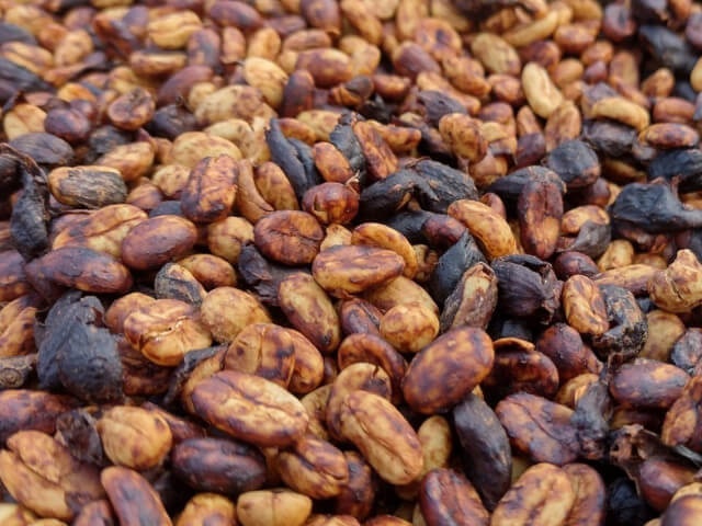 コスタリカ COE2024 H&N#5 ラ・エレ ゲイシャ ハニー