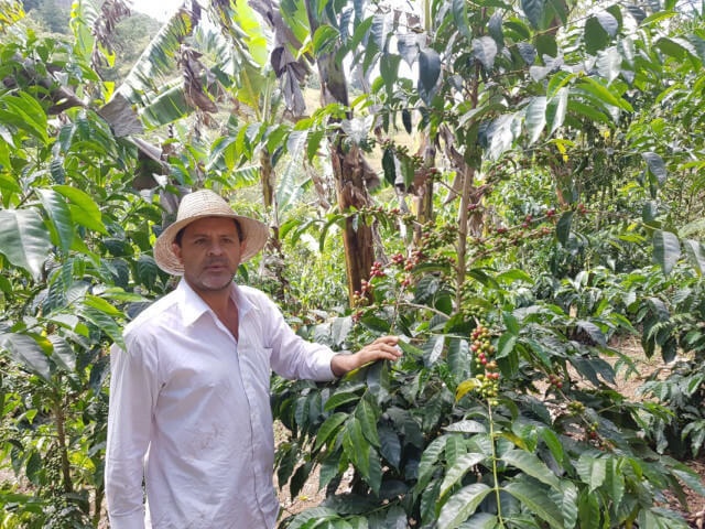 コスタリカ COE2024 H&N#5 ラ・エレ ゲイシャ ハニー