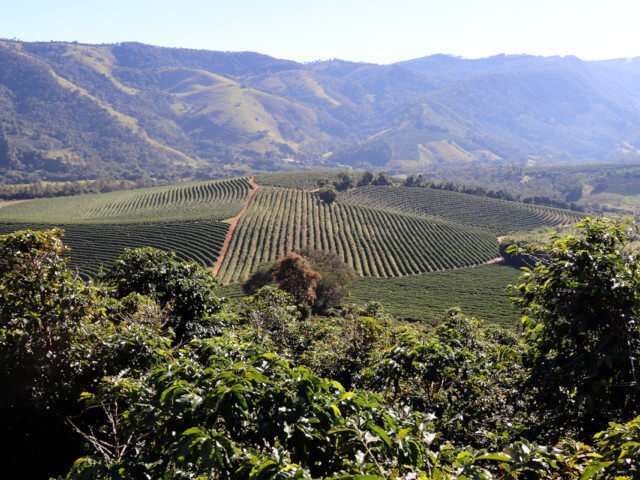 ブラジル カルモ・エステート カトゥアイ ナチュラル