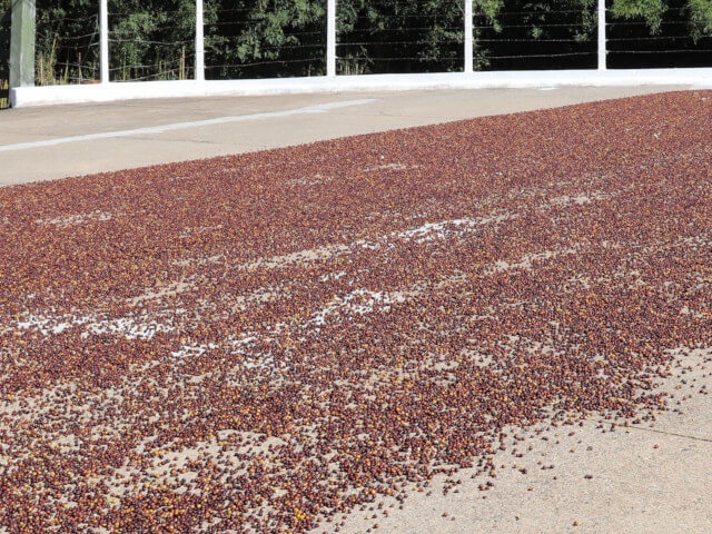 ブラジル カルモ・エステート カトゥアイ ナチュラル