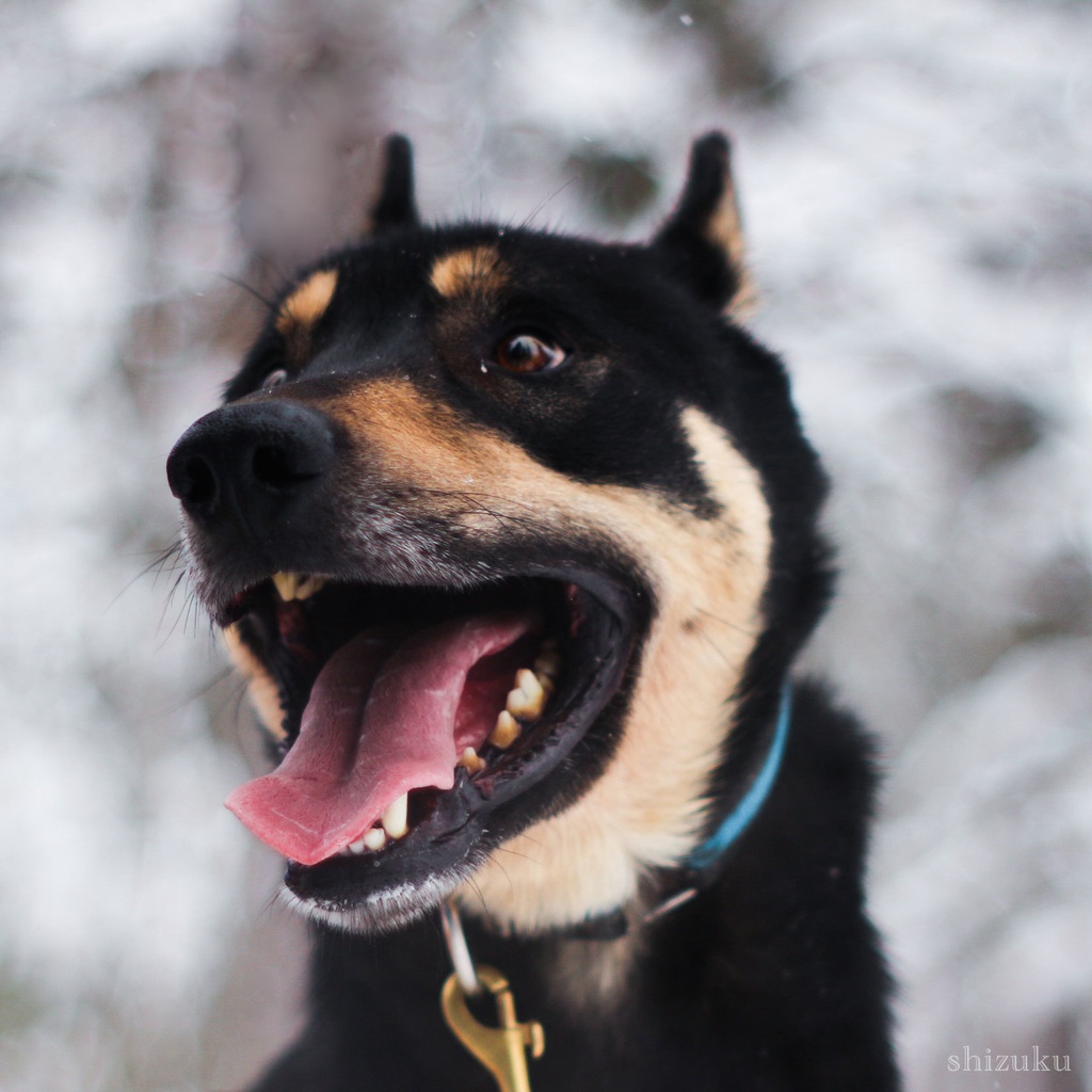 【love♥Finland】ハスキー犬