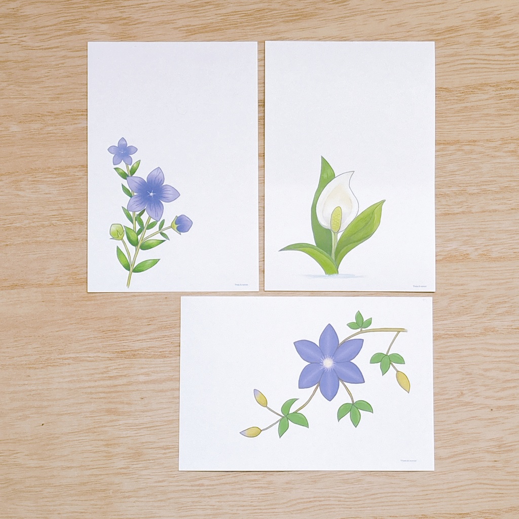 夏の花のポストカードと塗り絵 桔梗・水芭蕉・テッセン 3種×2タイプの6点セット