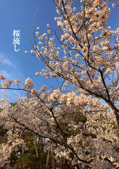 桜流し