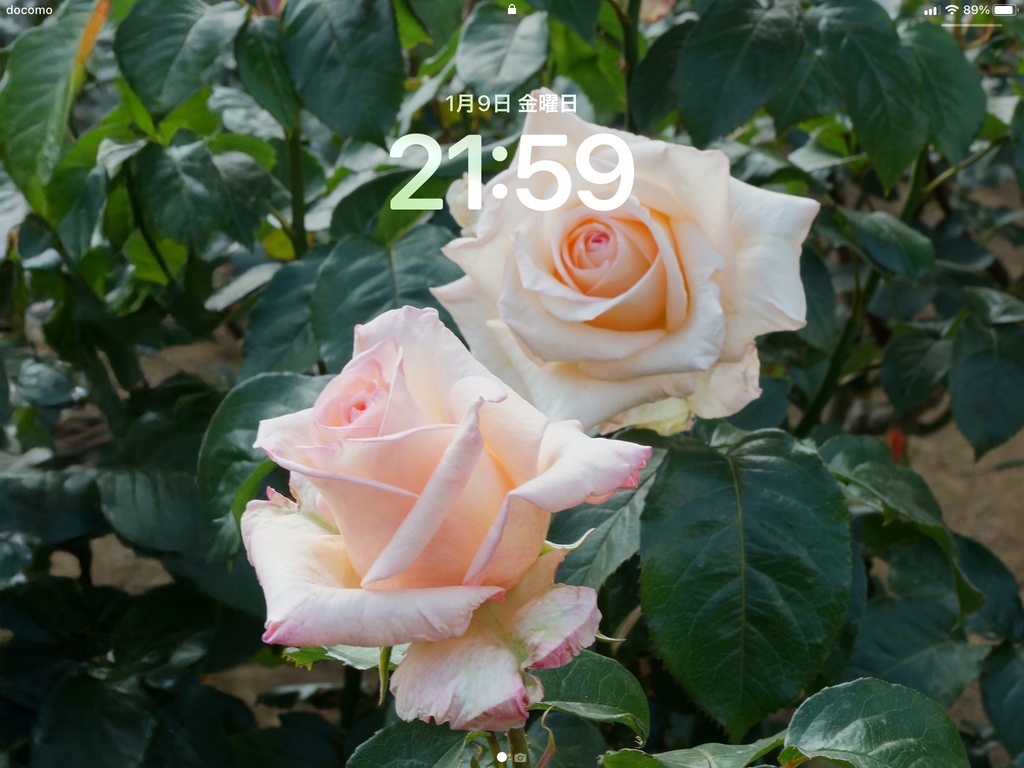 No.1|3種類のバラのスマホ壁紙セット|Rose Wallpaper Collection(高解像度・3枚組)