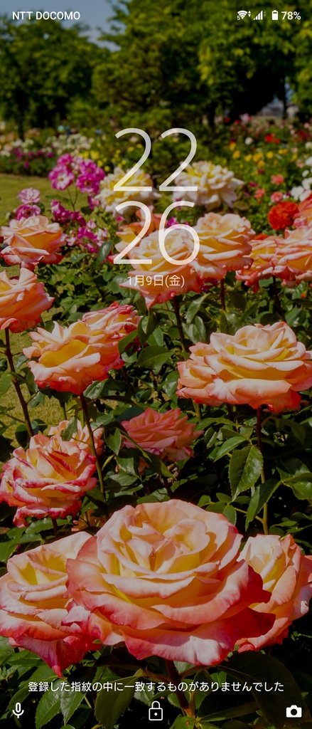 No.1|3種類のバラのスマホ壁紙セット|Rose Wallpaper Collection(高解像度・3枚組)