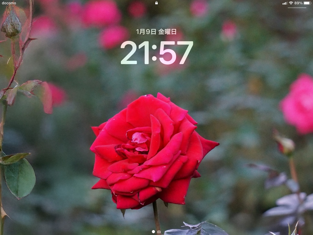 No.1|3種類のバラのスマホ壁紙セット|Rose Wallpaper Collection(高解像度・3枚組)