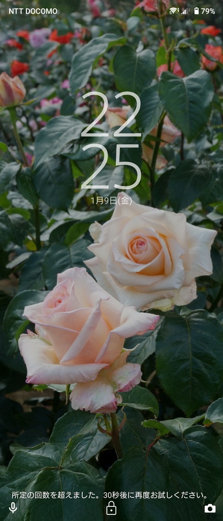 No.1|3種類のバラのスマホ壁紙セット|Rose Wallpaper Collection(高解像度・3枚組)