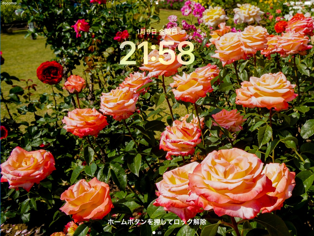 No.1|3種類のバラのスマホ壁紙セット|Rose Wallpaper Collection(高解像度・3枚組)