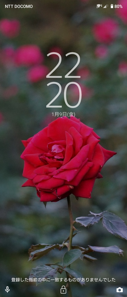 No.1｜3種類のバラのスマホ壁紙セット｜Rose Wallpaper Collection（高解像度・3枚組）