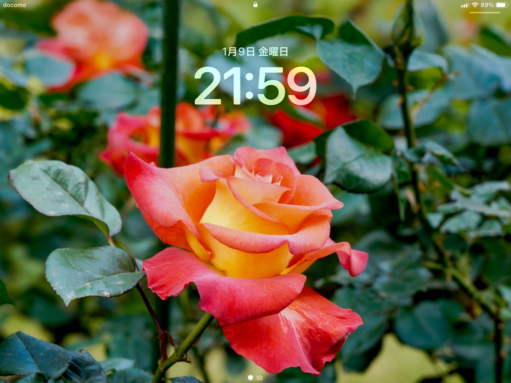 No.2|3種類のバラのスマホ壁紙セット|Rose Wallpaper Collection(高解像度・3枚組)