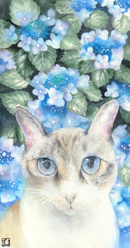 花言葉一筆箋シリーズ 青い紫陽花と猫