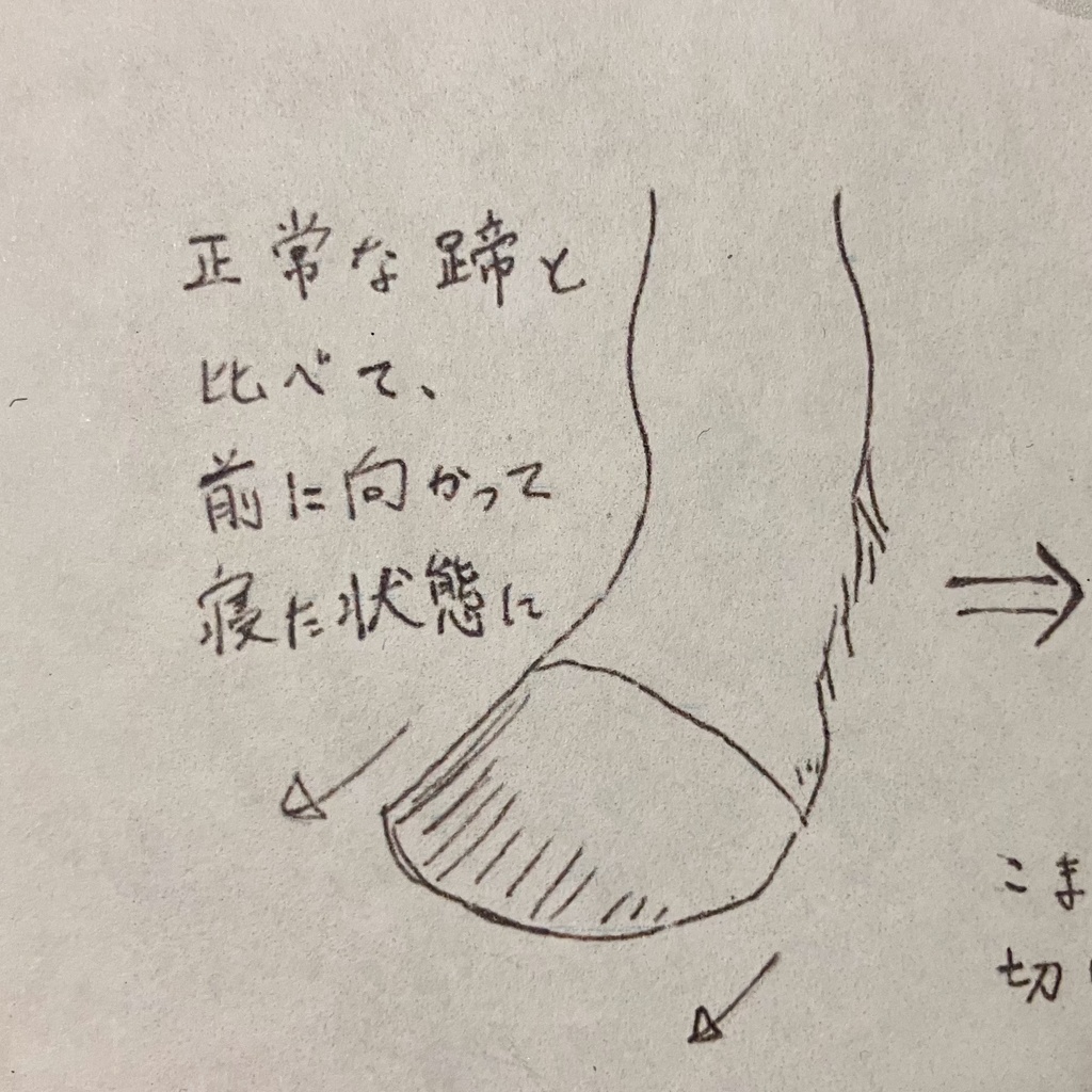 ルミノックスの蹄鉄