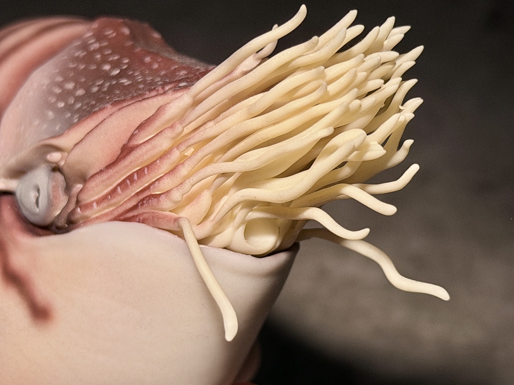 パラオオウムガイM(塗装済み完成品)