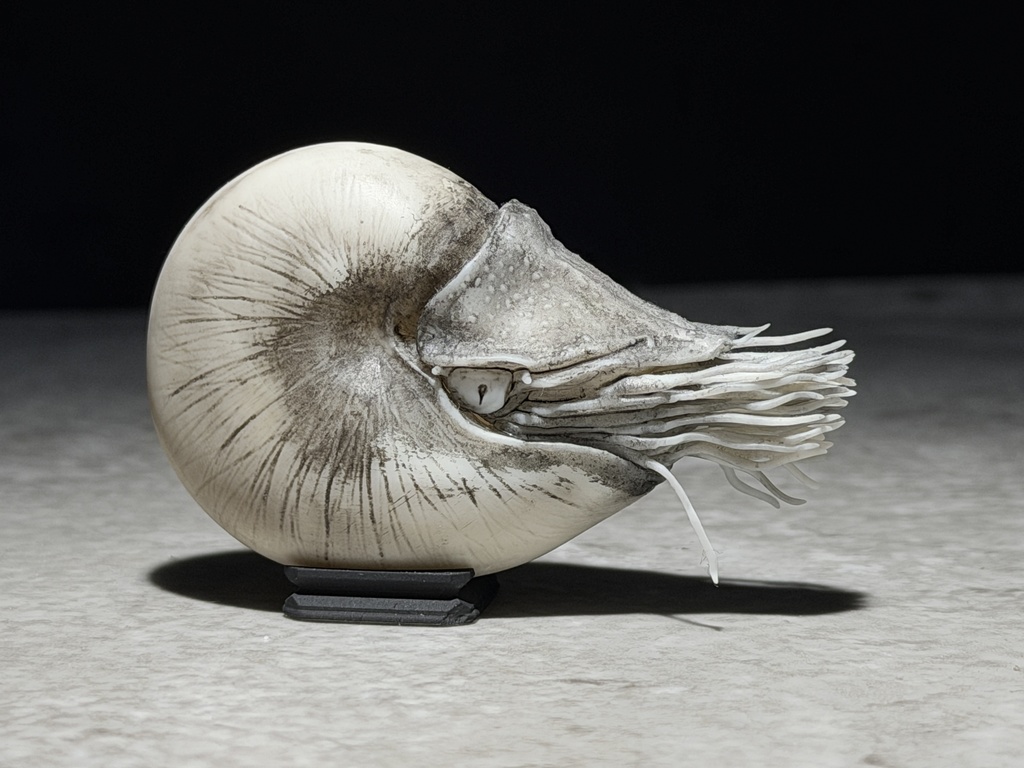 パラオオウムガイS(スケッチ風塗装)