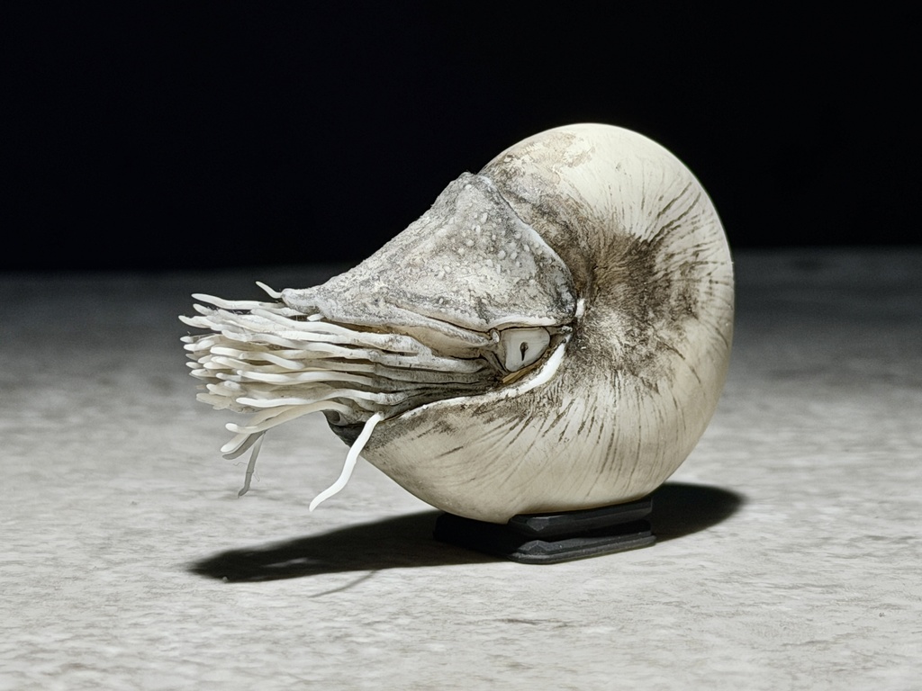 パラオオウムガイS（スケッチ風塗装）