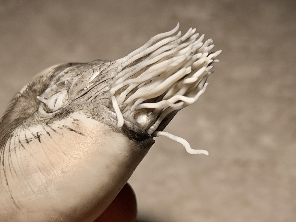 パラオオウムガイS(スケッチ風塗装)