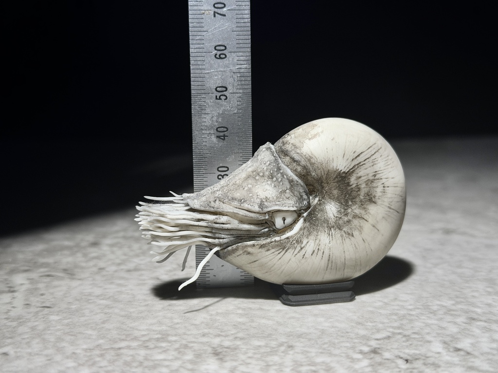 パラオオウムガイS(スケッチ風塗装)