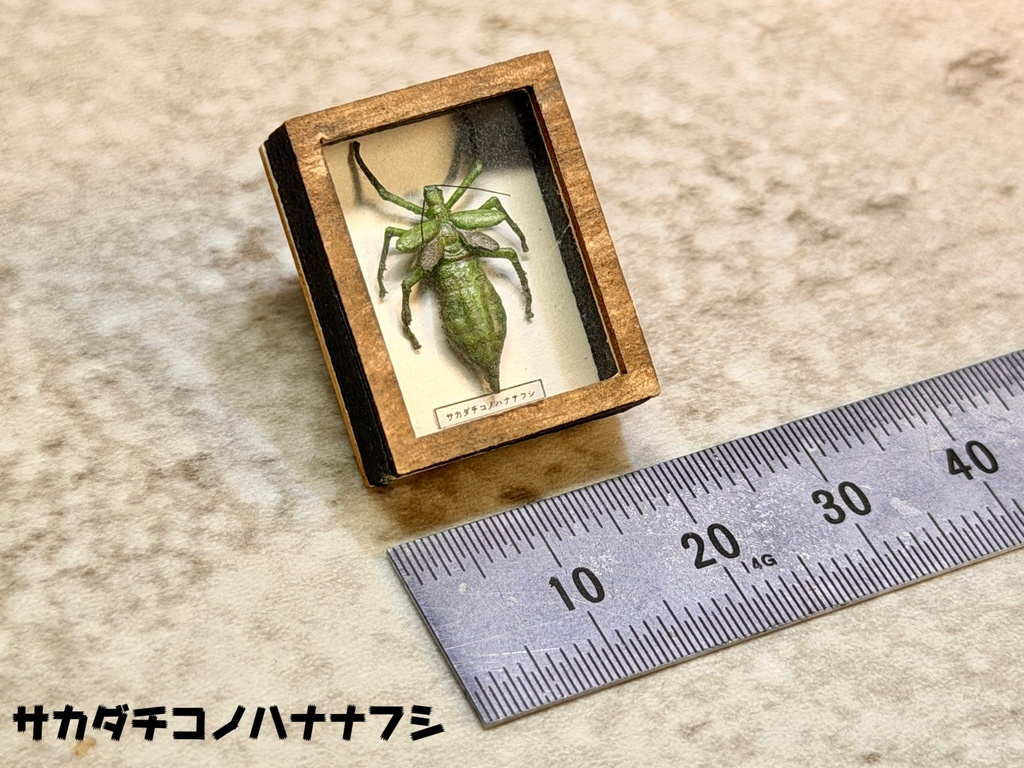 ミニチュア昆虫標本