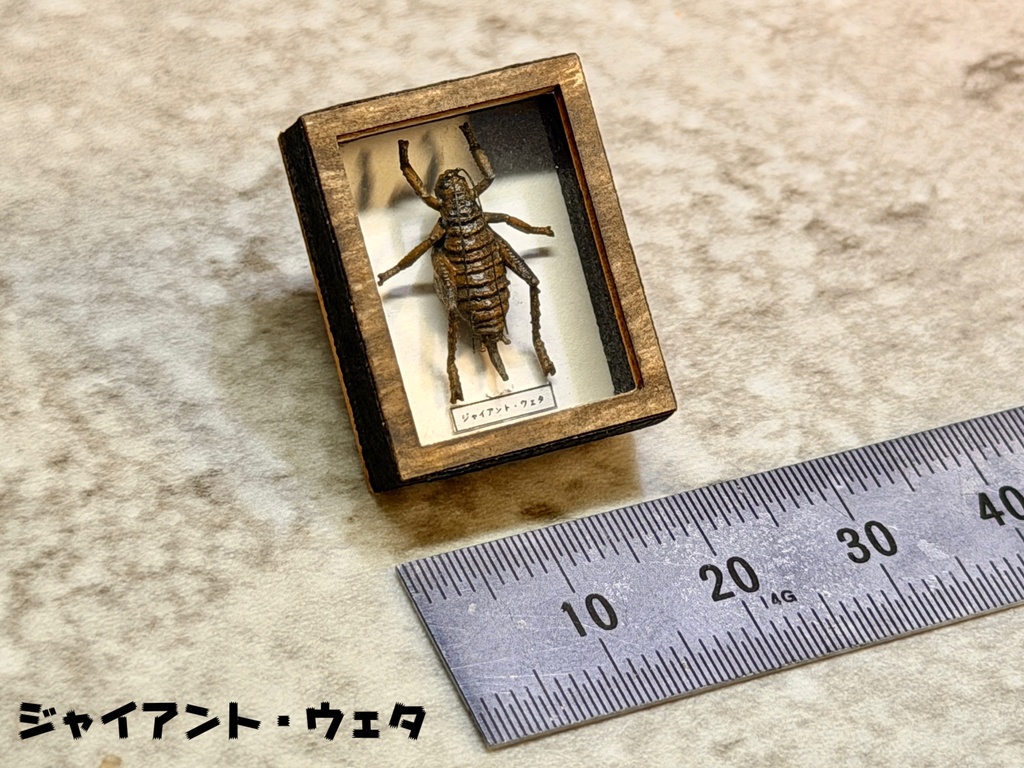 ミニチュア昆虫標本